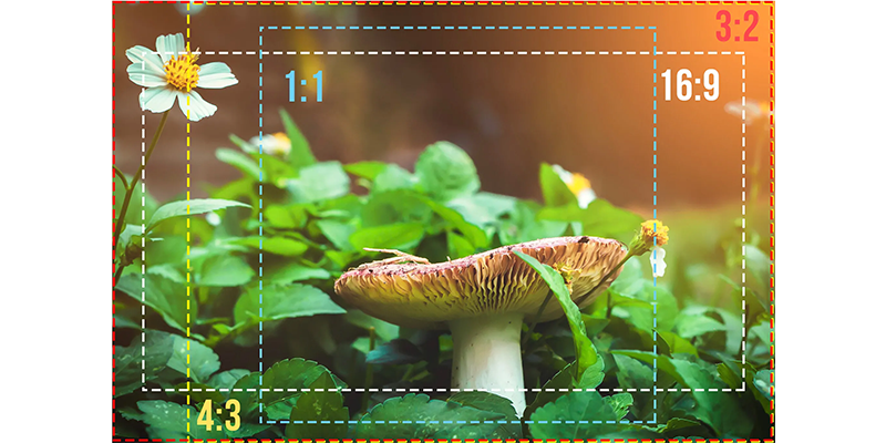 aspect ratio3 LED Display Manufacturer in China HonghaiLED Mushroom photograph with 3:2, 1:1, 16:9 and 4:3 crop outlines